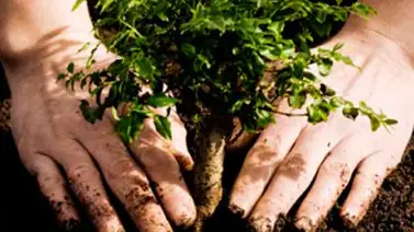 Brigadas escolares ecosocialistas plantarán cerca de 30.000 árboles Brigadas escolares ecosocialistas plantarán cerca de 30.000 árboles