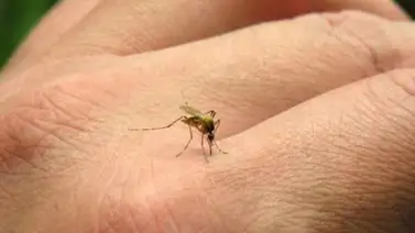 Aprende a prevenir el dengue y el chikunguña Aprende a prevenir el dengue y el chikunguña