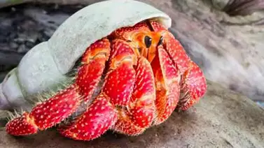 Qué hay en la reserva marina más grande del mundo Qué hay en la reserva marina más grande del mundo