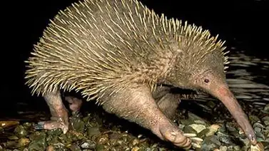 Captan en imágenes un raro ritual de apareamiento de equidnas en cautiverio Captan en imágenes un raro ritual de apareamiento de equidnas en cautiverio