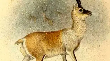 La lana más cara del mundo y el secreto de su éxito La lana más cara del mundo y el secreto de su éxito