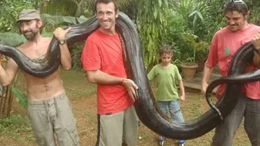 Un profesor de matemáticas descubre a una anaconda de más de 5m