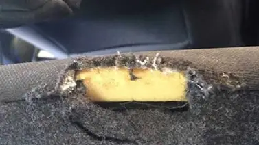 Acusan a mujer por morder asiento de una patrulla Acusan a mujer por morder asiento de una patrulla