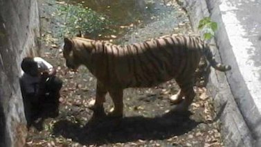 Un tigre blanco mata a un niño en un zoológico de Nueva Delhi