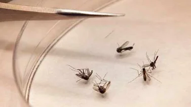 Gobierno crea comité para prevenir el dengue y el chikunguña