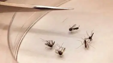 Gobierno crea comité para prevenir el dengue y el chikunguña Gobierno crea comité para prevenir el dengue y el chikunguña