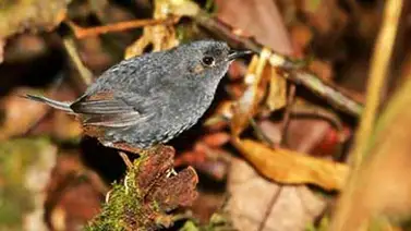 Una especie de ave en Brasil está en peligro de extinción Una especie de ave en Brasil está en peligro de extinción