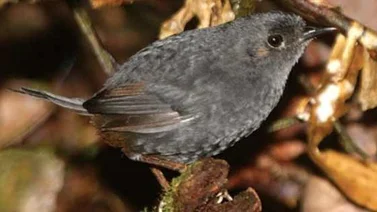 Ave descrita recientemente en Brasil está en peligro de extinción
