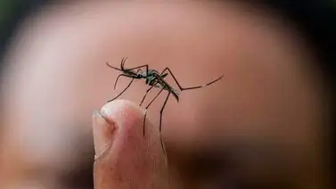 Gobierno Nacional intensifica campaña para evitar proliferación de mosquitos Gobierno Nacional intensifica campaña para evitar proliferación de mosquitos