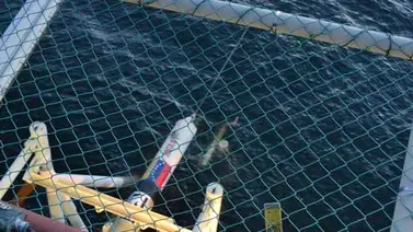 Pdvsa inicia tendido de tuberías de gasoducto en Sucre Pdvsa inicia tendido de tuberías de gasoducto en Sucre