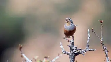 El escribano hortolano: La exquisitez prohibida que quieren servir los chefs franceses El escribano hortolano: La exquisitez prohibida que quieren servir los chefs franceses