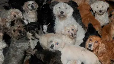 Vietnam sacrifica cinco millones de perros anuales para comérselos Vietnam sacrifica cinco millones de perros anuales para comérselos