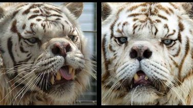 Kenny un tigre de Bengala que pudo ser el primero con Síndrome de Down