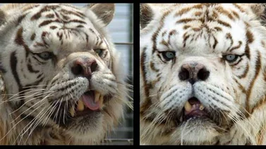 Kenny un tigre de Bengala que pudo ser el primero con Síndrome de Down