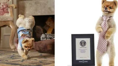 Jiff: El nuevo Récord Guinness de la raza Pomerania