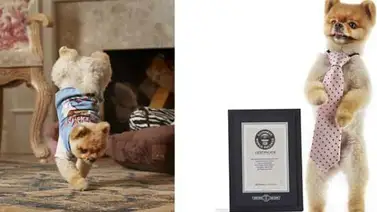 Jiff: El nuevo Récord Guinness de la raza Pomerania Jiff: El nuevo Récord Guinness de la raza Pomerania