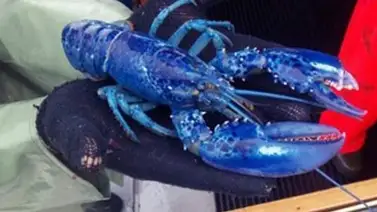 FOTO: Increíble hallaron una langosta azul FOTO: Increíble hallaron una langosta azul