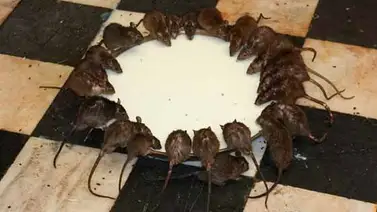 Entérese de otra curiosidad de la India: El Templo de Roedores Entérese de otra curiosidad de la India: El Templo de Roedores