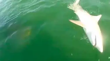 Mero gigante se devora de un bocado a tiburón en Estados Unidos Mero gigante se devora de un bocado a tiburón en Estados Unidos