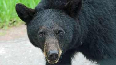 Oso escapa de su guarida en zoológico de Texas