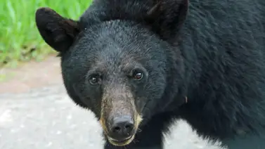 Oso escapa de su guarida en zoológico de Texas Oso escapa de su guarida en zoológico de Texas