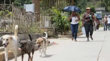 Primero Justicia pide intervenir el Cementerio General del Sur Primero Justicia pide intervenir el Cementerio General del Sur