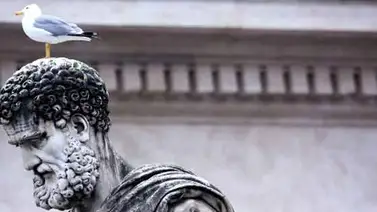 Las gaviotas se adueñan de Roma y no respetan ni al Papa Las gaviotas se adueñan de Roma y no respetan ni al Papa