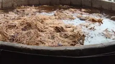 VIDEO: Cara y cruz del "boom" del mezcal VIDEO: Cara y cruz del "boom" del mezcal