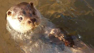 Nutria ataca a un niño y su abuela en un río