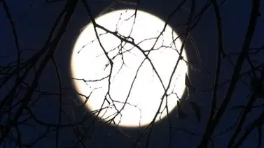 Descubren por qué la Luna tiene forma de limón Descubren por qué la Luna tiene forma de limón