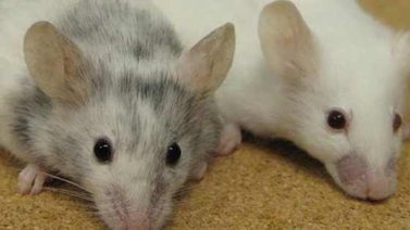 EEUU: Hacen transparentes a ratones para anatomía