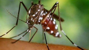Faltan datos del chikunguña