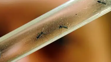 Existen en Venezuela 86 casos de Chikungunya confirmados Existen en Venezuela 86 casos de Chikungunya confirmados