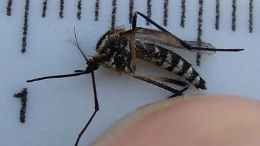 Confirman 29 casos nuevos del virus Chikungunya en Venezuela