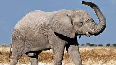 ¿Tienen los animales un sexto sentido para los desastres naturales?