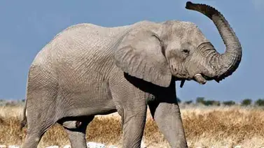 ¿Tienen los animales un sexto sentido para los desastres naturales? ¿Tienen los animales un sexto sentido para los desastres naturales?