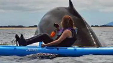 Polémica por video viral de kayak sobre ballenas en Argentina Polémica por video viral de kayak sobre ballenas en Argentina