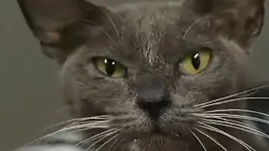 Un gato sobrevive a un atropello, disparos y un apedreamiento Un gato sobrevive a un atropello, disparos y un apedreamiento