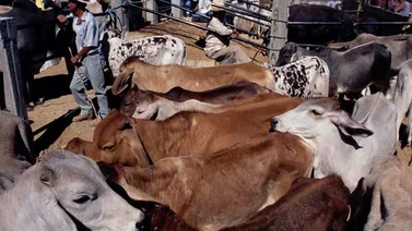 Ganado vacuno es 10 veces más costoso para el ambiente