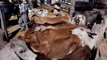 Ganado vacuno es 10 veces más costoso para el ambiente Ganado vacuno es 10 veces más costoso para el ambiente