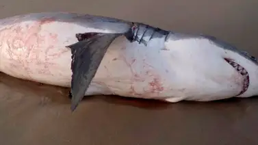 El tiburón que se atragantó con un león marino australiano El tiburón que se atragantó con un león marino australiano