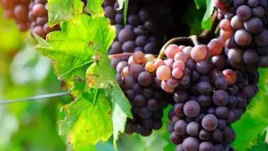 ¿Realmente se usa comida para diagnosticar enfermedades? ¿Realmente se usa comida para diagnosticar enfermedades?