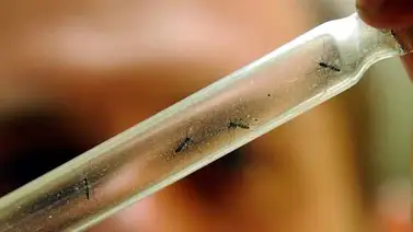 Confirman los dos primeros casos de fiebre chikunguya contraída en Florida Confirman los dos primeros casos de fiebre chikunguya contraída en Florida