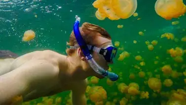 El lago de medusas donde nadas sin problemas El lago de medusas donde nadas sin problemas