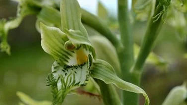 Descubren nueva especie de Orquídea en Chile
