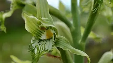 Descubren nueva especie de Orquídea en Chile Descubren nueva especie de Orquídea en Chile