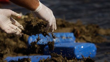 GNB incautó 6,834 kilogramos de droga a dos personas en Barinas