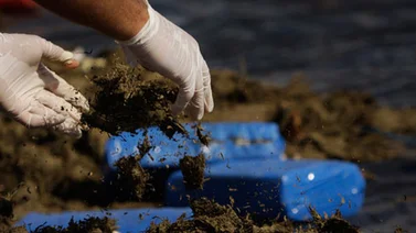 GNB incautó 6,834 kilogramos de droga a dos personas en Barinas