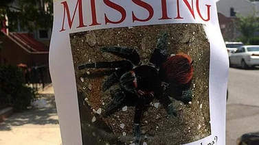 La tarántula perdida en Nueva York, una broma que se fue de las manos