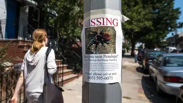 Una tarántula embarazada anda suelta por Nueva York Una tarántula embarazada anda suelta por Nueva York